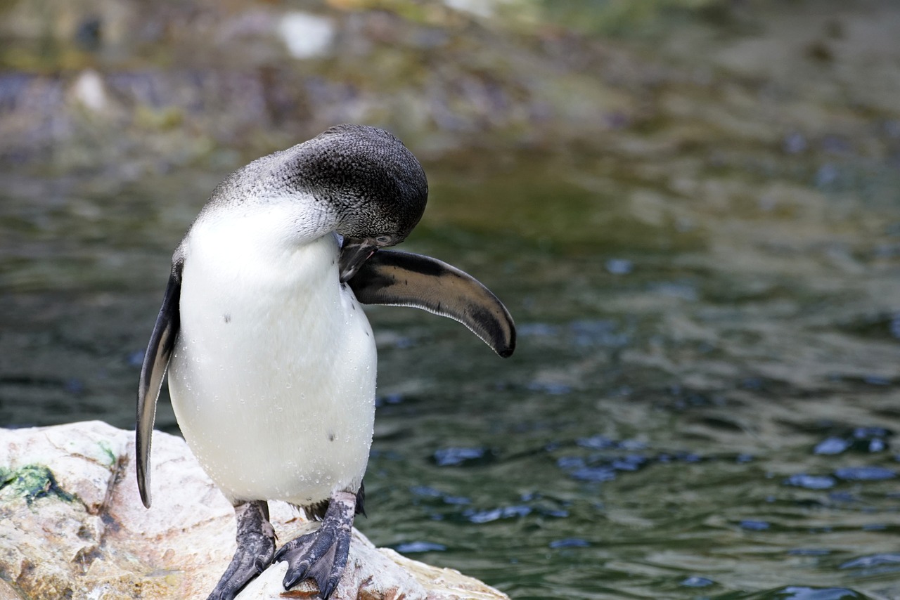 Acuario de Nueva Inglaterra Crea un Hogar de Retiro para Pingüinos