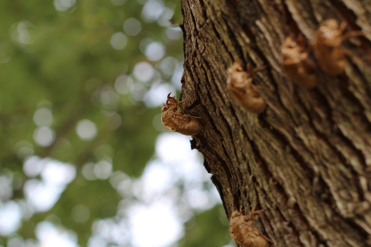 Cigarras en Massachusetts Resurgen Tras 17 Años Bajo Tierra