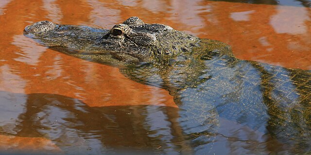 Nuevo centro de detención migratoria: "Alligator Alcatraz"