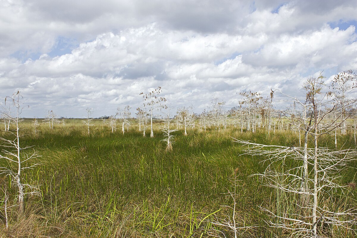 Juez ordena frenar construcción de "Alligator Alcatraz" en Florida