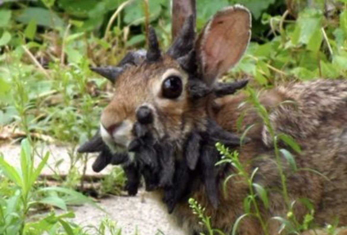 Conejos con "tentáculos" generaron alarma en EE.UU