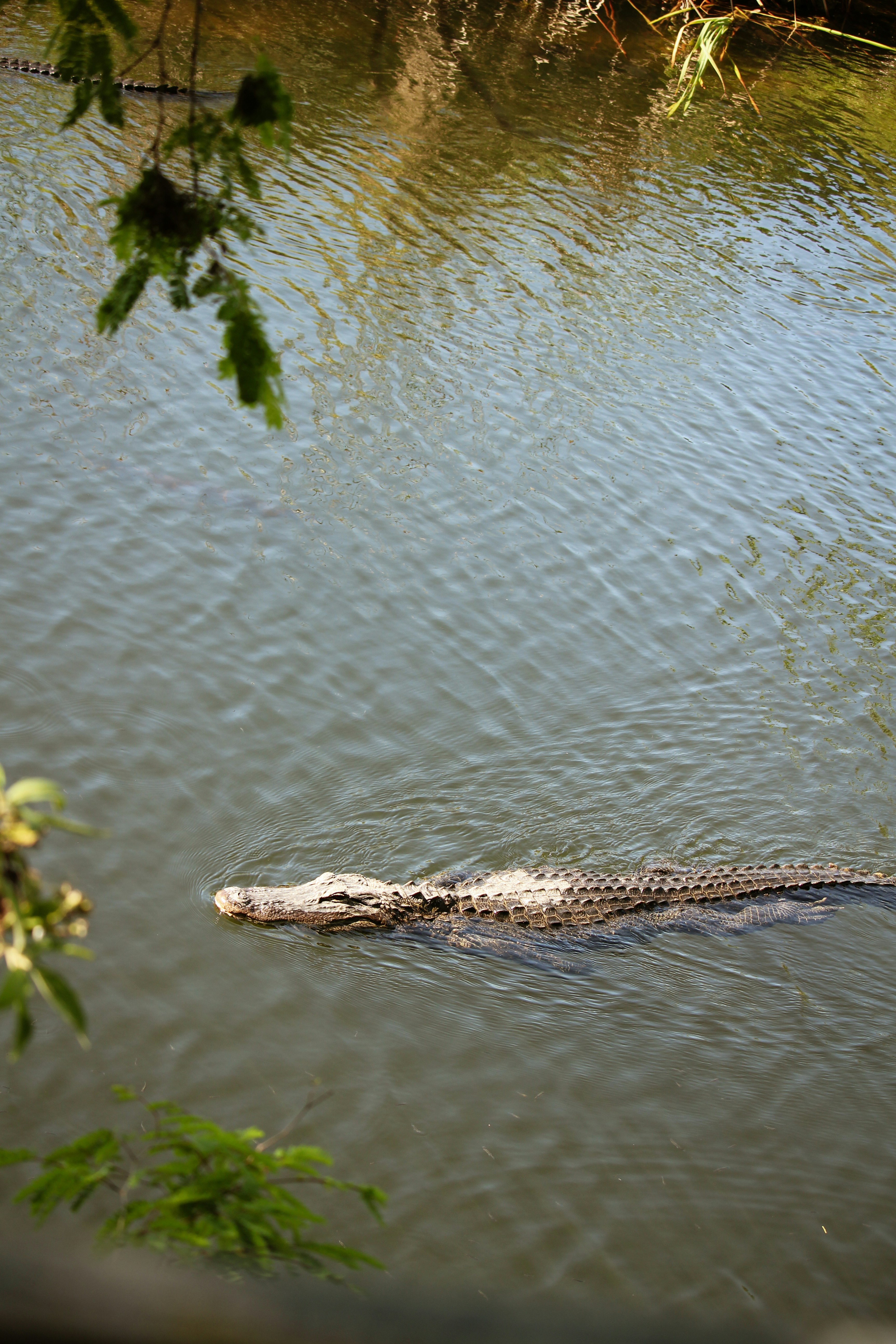 Nueva cárcel para migrantes en los Everglades ¿Qué hay detrás?